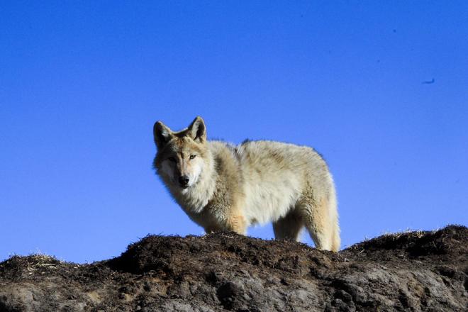 �ط���Ⱥ����2���������Ƶ__�ط���Ⱥ�ĸ��ֻ�������