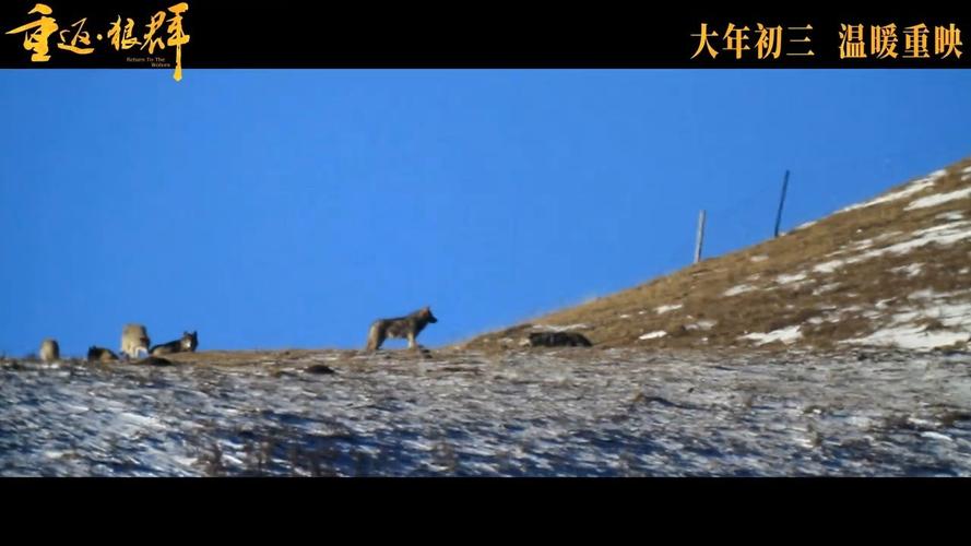 �ط���Ⱥ�ĸ��ֻ�������_�ط���Ⱥ����2���������Ƶ_