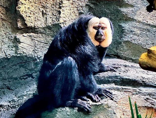 ��������ǿ��ʮ����_���ﱨ������ĺڰ�ͼ_