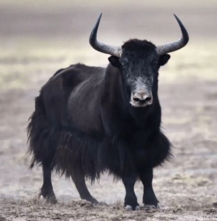 �ຣ��ţ����_�ຣ��ţ����Ƭ_