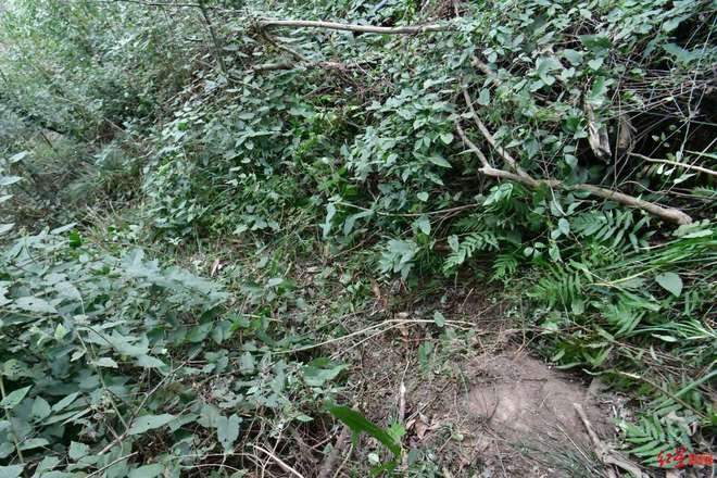 68�����������ʧ8�죺���³�����������ɽ���ҵ�������ҶΪʳ�漣����_68�����������ʧ8�죺���³�����������ɽ���ҵ�������ҶΪʳ�漣����_