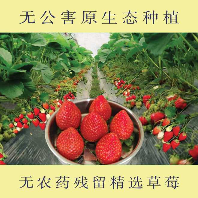 _����330Ԫ/���ݮ360Ԫ/����Ѹ����Ͽ���ˮ������ƾ����ˣ���ֲ��ҵ��Ӧ_����330Ԫ/���ݮ360Ԫ/����Ѹ����Ͽ���ˮ������ƾ����ˣ���ֲ��ҵ��Ӧ