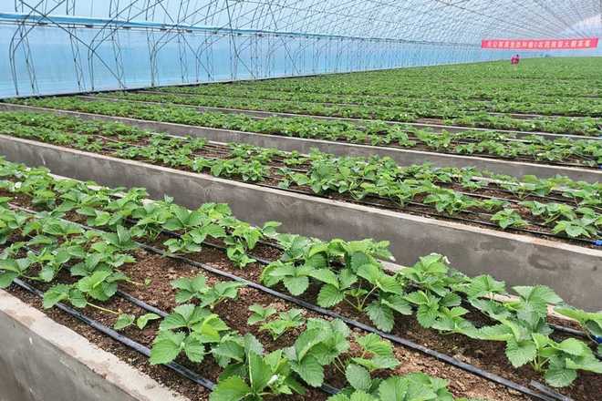 _����330Ԫ/���ݮ360Ԫ/����Ѹ����Ͽ���ˮ������ƾ����ˣ���ֲ��ҵ��Ӧ_����330Ԫ/���ݮ360Ԫ/����Ѹ����Ͽ���ˮ������ƾ����ˣ���ֲ��ҵ��Ӧ