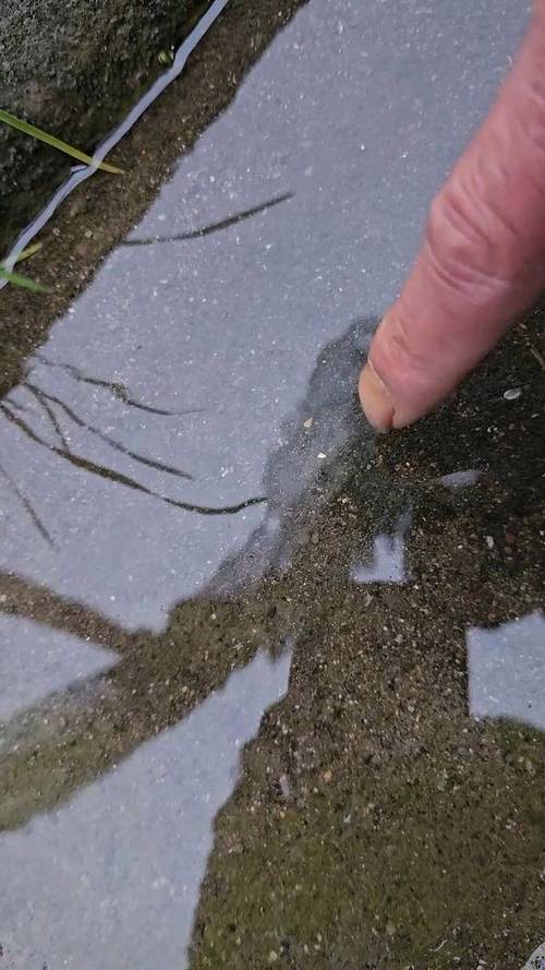 _����ʵ����֤������ɱѼ���ֻƽ𡱣���Ѽ�ľ�ˮ���н�ɫ���ʣ������ӹ�ʦ������ΪͭƬ_����ʵ����֤������ɱѼ���ֻƽ𡱣���Ѽ�ľ�ˮ���н�ɫ���ʣ������ӹ�ʦ������ΪͭƬ