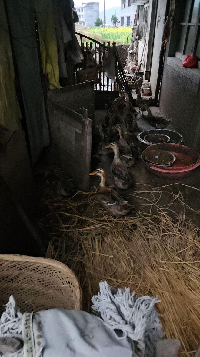 ����ʵ����֤������ɱѼ���ֻƽ𡱣���Ѽ�ľ�ˮ���н�ɫ���ʣ������ӹ�ʦ������ΪͭƬ__����ʵ����֤������ɱѼ���ֻƽ𡱣���Ѽ�ľ�ˮ���н�ɫ���ʣ������ӹ�ʦ������ΪͭƬ