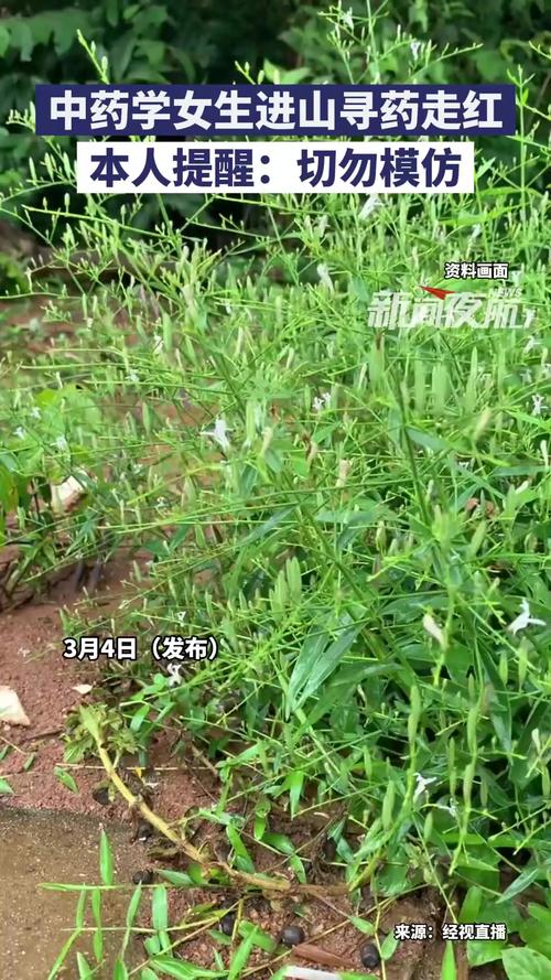 _������ҩѧŮ��ѧ����ɽѰ�Ҳ�ҩ��Ƶ�ߺ죬�������ѣ���ҩ���ֶ�������ģ��_������ҩѧŮ��ѧ����ɽѰ�Ҳ�ҩ��Ƶ�ߺ죬�������ѣ���ҩ���ֶ�������ģ��