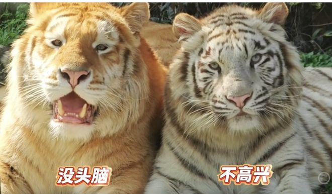 �ϻ��桰ûͷ�ԡ��͡������ˡ���