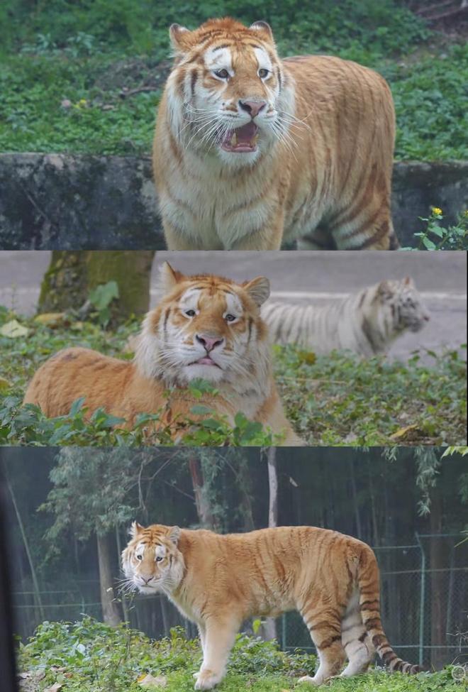 �ϻ��桰ûͷ�ԡ��͡������ˡ������Ȧ������Ա��������˫��̥����ʵ�ܴ����ܿ���_�ϻ��桰ûͷ�ԡ��͡������ˡ������Ȧ������Ա��������˫��̥����ʵ�ܴ����ܿ���_