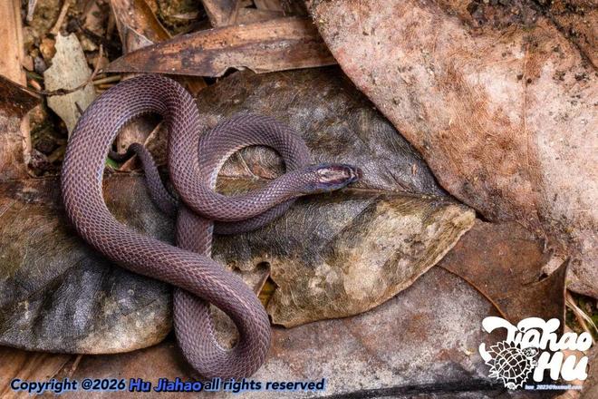 �������ַ���__���Ͽ������Ļ�Ӧ����