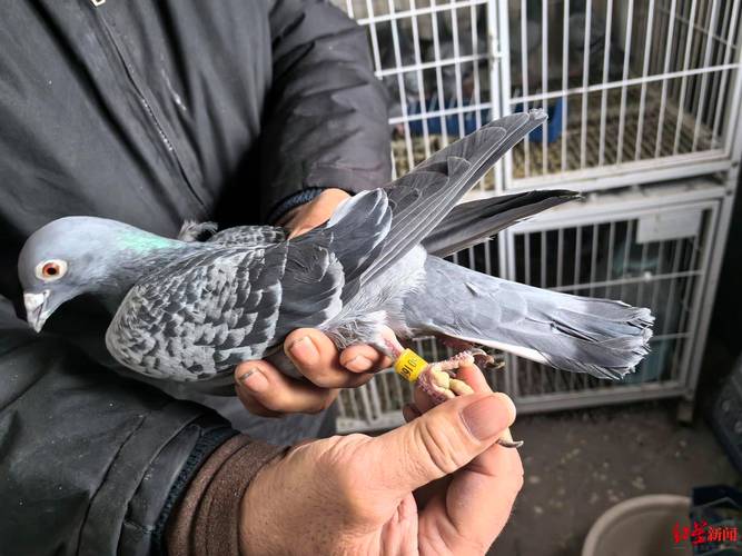 �г���ֵ��20��20ֻ�Ÿ뱻������ֻ�ھ����� ������ϵ�Ÿ밮������������������__�г���ֵ��20��20ֻ�Ÿ뱻������ֻ�ھ����� ������ϵ�Ÿ밮������������������