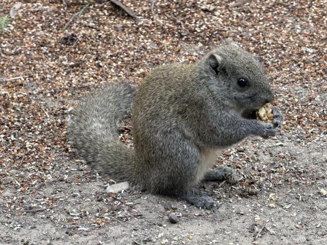 ���ݰ���һ��Ͷι8����������԰