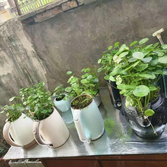 ��㵰��__���켦����