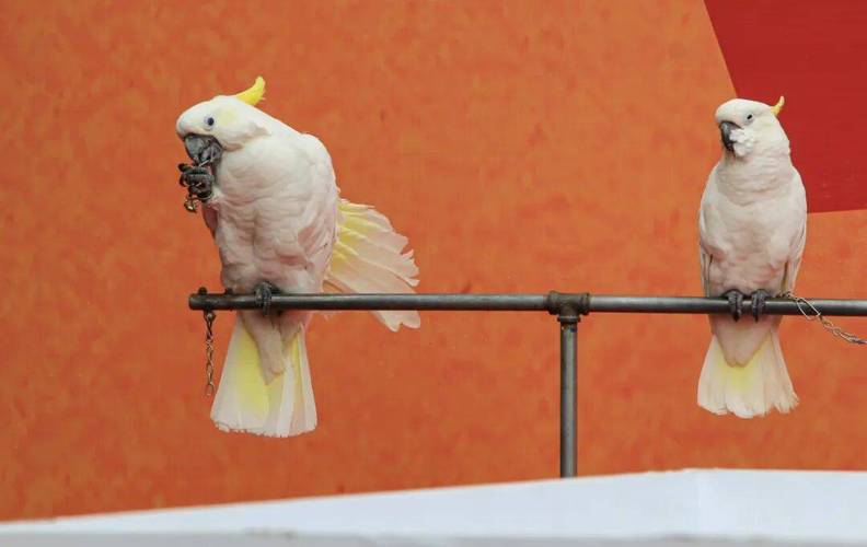 ����������֢����__���ļ�������