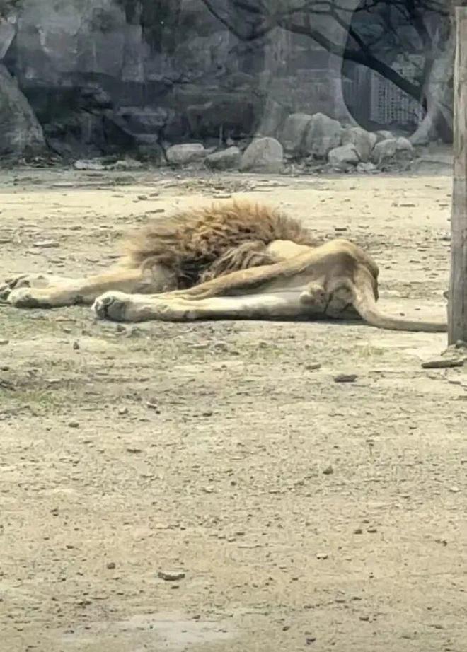 _ֲ���ս��ʬ2������_ŭ���ʨ�Ӷ�ͼ