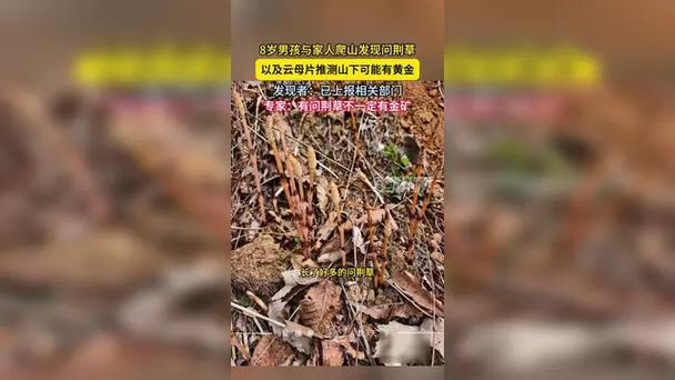 _8���к��������ɽ���ִ�Ƭ�ʾ��ݺͺ���ĸ��ʯ�飬�Ʋ�����ɽ�¿����лƽ𣡺��Ӱְ֣����ϱ���ز���_8���к��������ɽ���ִ�Ƭ�ʾ��ݺͺ���ĸ��ʯ�飬�Ʋ�����ɽ�¿����лƽ𣡺��Ӱְ֣����ϱ���ز���