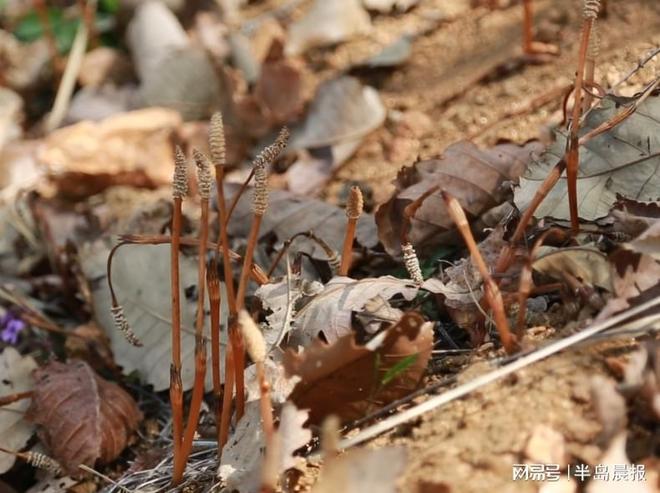 _��ɫɽ�����ز���ʲô��_��ɫ̽��·��