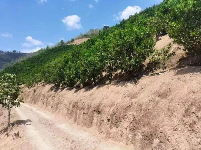 _��ǿ�鰸��������ɱ�ˣ���������ִ������_��ǿ�鰸��������ɱ�ˣ���������ִ������