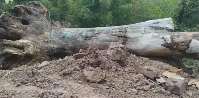 �㽭��̨��600�����Ǩ�ƺ�����
