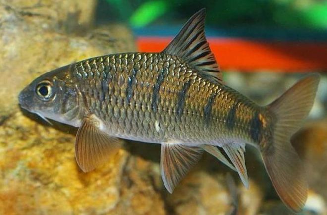 1.2�׵��������ʲô��_1.2�������ʲô���_